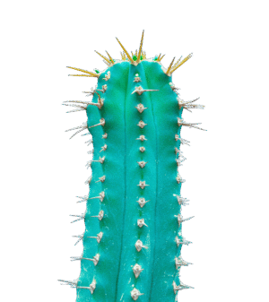 Spikes 2025 S.L<br><span style="color: #EFB73E;">★★★★★</span> 